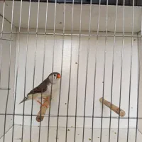 زبرا اروپایی و انگلیسی|پرنده|شیراز, حافظیه|دیوار