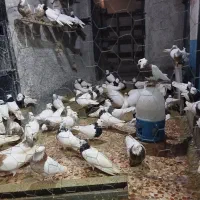 فروش کبوتر