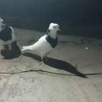 کفتر رنگه|پرنده|مشهد, کوی دروی|دیوار