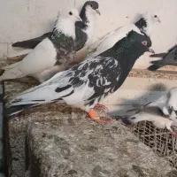 کبوتر|پرنده|شوشتر, |دیوار