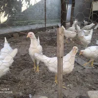 مرغ تخم گذار