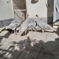 بوقلمون اسلیت