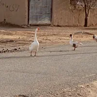 قوغاز چینی اصیل