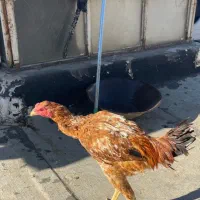 خروس لاری اوشامو