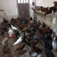 مرغ وخروس رسمی ،محلی،مرندی،گلپایگان،|حیوانات مزرعه|کرج, کمال‌شهر|دیوار