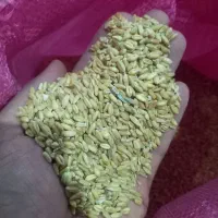 گندم تمیز تحویل درب مغازتون