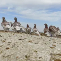 کبوتر بور مگس