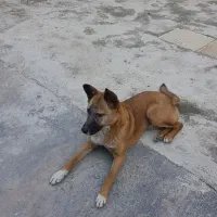 واگذاری سگ نژاد مالینویز