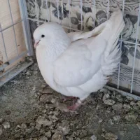کبوتر کینگ ماده