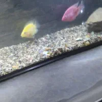 ماهی اکواریوم