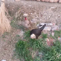 یک خروس لهستانی با یک مرغ لهستانی تخم گذار