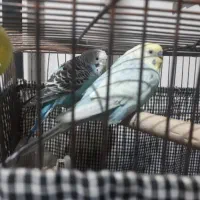 یک جفت پرنده مرغ عشق