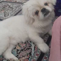 سگ شیتزو خندان|سگ|پردیس, فاز ۱۱|دیوار