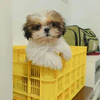 شیتزو فلت اصل سایز کوچیک