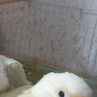جوجه گرینچیک مونچیک 25روزه