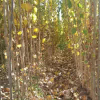 فروش صنوبر تبریزی