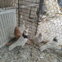 کبوتر|پرنده|کنگاور, |دیوار