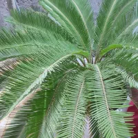 گل ودرخت طبیعی باقیمت مناسب|گل و گیاه طبیعی|قشم, |دیوار