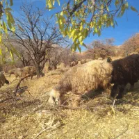 میش بره دار و ابستن (سپیدان )|حیوانات مزرعه|سپیدان, |دیوار