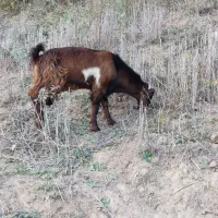 فروشی یک راس  بز غاله جنس کلک