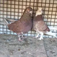 کفتر پرشی به شرط