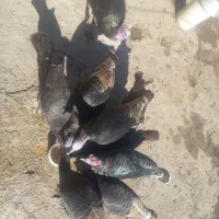 بوقلمون|حیوانات مزرعه|ماهیدشت, |دیوار