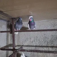 کفترپرشی|پرنده|اسلام‌شهر, شهرک سالور|دیوار