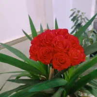 گل‌های روبانی خوشگل|گل مصنوعی|میاندوآب, |دیوار