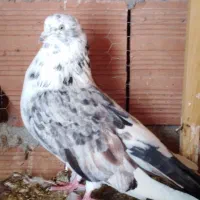 یک جفت کبوتر شمرونی گردن کلفت