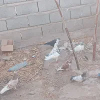 کبوتر