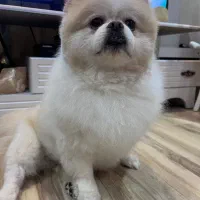 جهت جفتگیری با ماده شما
