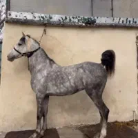 نریان کرد 5ساله به رنگ نیله