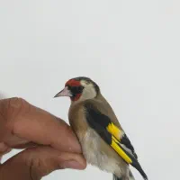 سهره دورگ رسمی کرمونی|پرنده|گلوگاه, |دیوار