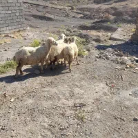 میش
