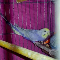 مرغ عشق ۳ عدد رینبو اصل بنفش ( رنگین کمانی )|پرنده|آبادان, |دیوار