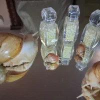 خاویار و حلزون اچاتینا