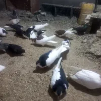 کفتررنگی|پرنده|بوئین زهرا, |دیوار