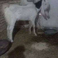 بز نر گلابی|حیوانات مزرعه|شوشتر, |دیوار