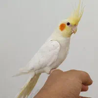 عروس پاریس لوتینو