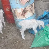 کهره بره شیری اصیل|حیوانات مزرعه|شیراز, ظفرآباد|دیوار