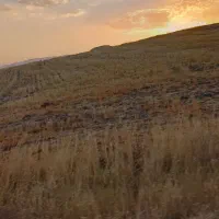 اجاره-زمین-دیم-به-متراژ-17جریب-یکجا