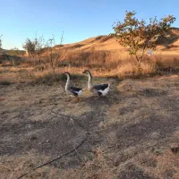 قو غاز نرماده