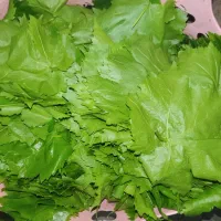 برگ مو اربطان