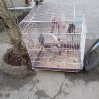 ۳عدد عروس هلندی