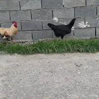 مرغ محلی معاوضه با پاکوتاه