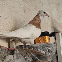 کبوتر دونه‌ای 150 فقط|پرنده|دوگنبدان, |دیوار