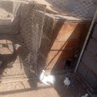 سوراخ یا کت اهنی کبوتر دام فلزی محکم