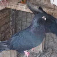 ذاغ آبادانی اصل چش و نوک سفید|پرنده|نجفآباد, یزدانشهر|دیوار