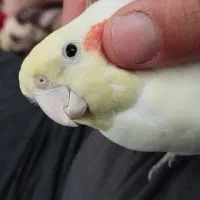 عروس هلندی اهلی