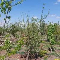 فروش باغ ویلایی